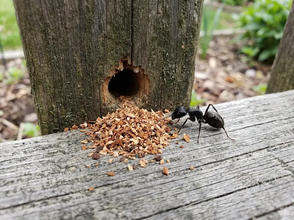 A pile of sawdust-like shavings under a gallery opening in a fence post